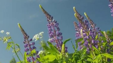 Kır çiçekleri, güneşli bir günde rüzgarda sallanan mavi gökyüzüne karşı sallanır.