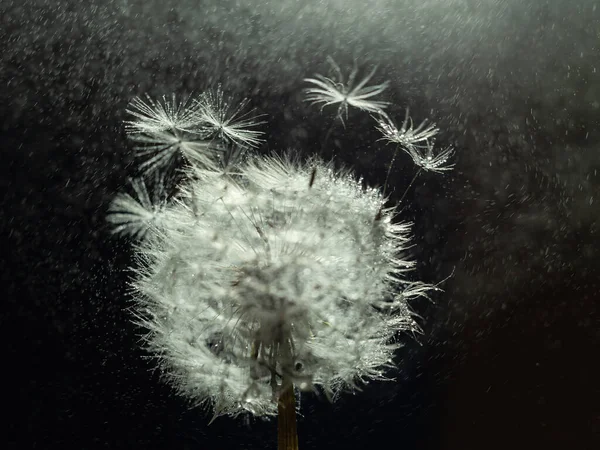Cam üzerindeki balık yağı kapsüllerinin makro fotoğrafı. Bokeh ile yumuşak odak noktasında yansıması var.