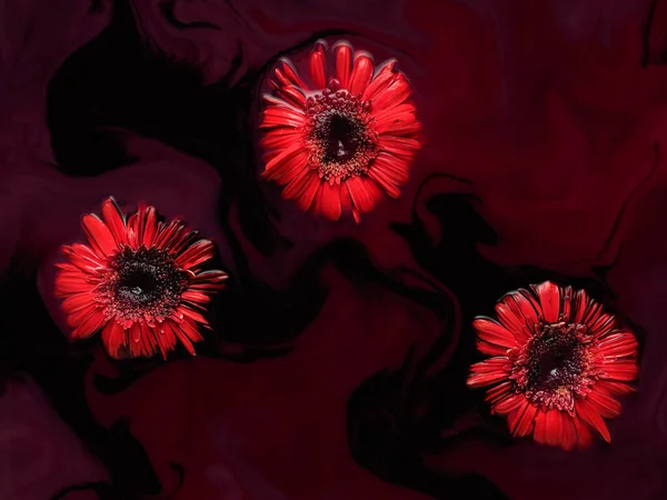 Üç kırmızı gerbera kırmızı ve siyah mürekkeple yüzer.