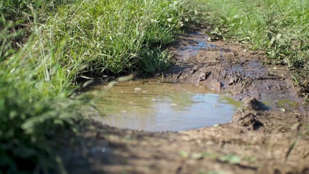 Nohy Ženy Bílých Kalhotách Gumových Botách Kleci Přejít Kaluž Bláta — Stock video