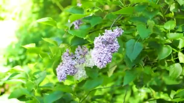 Rüzgarda Leylak Çiçekleri Güneş Işığı Mor Beyaz Çiçekler — Stok video