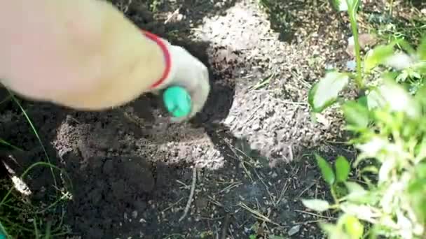 手袋をした女性の手は地面に穴を掘り — ストック動画