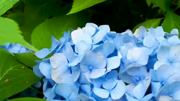 Джміль Літає Синьої Квітки Гортензії Крупним Планом — стокове відео