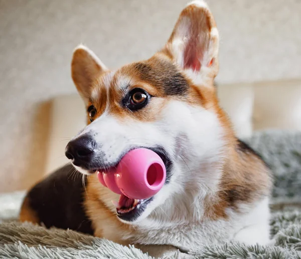 Üç renkli Galli Corgi Pembroke adında bir köpek, dişlerinde pembe bir oyuncakla kanepede uzanıyor.