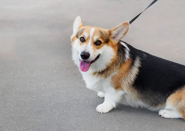 Cane Del Tricolore Gallese Corgi Pembroke Guinzaglio Strada Seduto Sull — Foto Stock