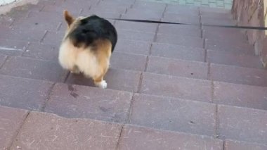 Üç renkli Galli bir köpek Corgi Pembroke sokakta tasmalı, aşağı iniyor, arkadan bakıyor.