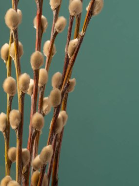 soldaki mavi-yeşil arkaplanda söğüt dalları, kopyalama alanı, dikey yönelim