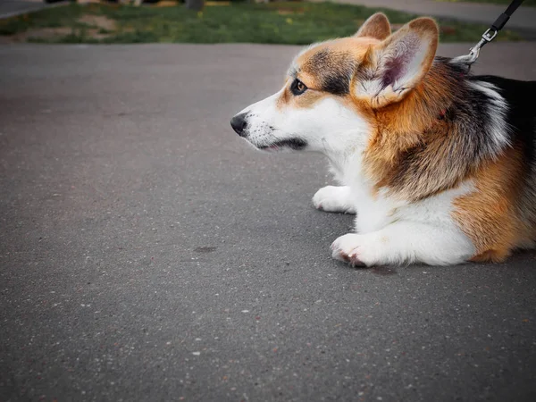 Cane Del Tricolore Gallese Corgi Pembroke Guinzaglio Strada Sdraiato Sul — Foto Stock