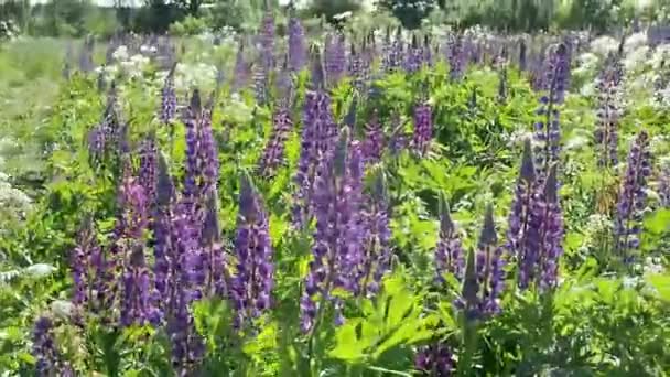 View Field Lupins Other Wildflowers Sunny Day Strong Winds — Stock Video