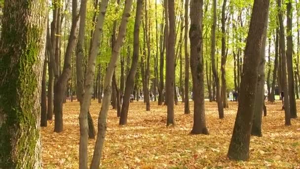 Μόσχα Ρωσία Οκτ 2020 Δημόσιο Πάρκο Φθινόπωρο Στο Πάρκο Γκαζόν — Αρχείο Βίντεο