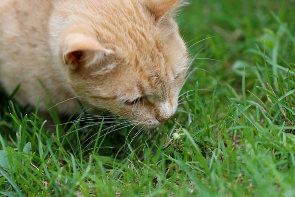 A ginger read head cat hunting for grasshopper on the green grass background close up taken. A grasshopper begs the cat for stay live. Death and pray of green grasshopper. Pet\'s outdoor life concept