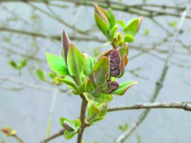 İlk leylak tomurcuklanmasının başlangıcı.
