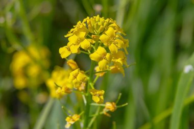 Otların yeşil arka planında sıradan bir kılıç kınının tomurcukları ve sarı çiçekleri