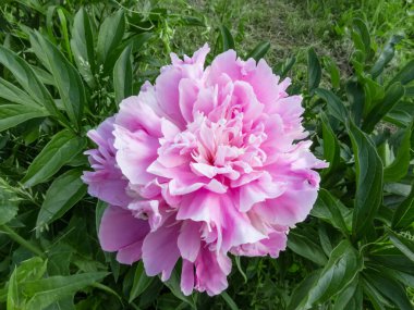 Yeşil arka planda açan pembe şakayık çiçeği