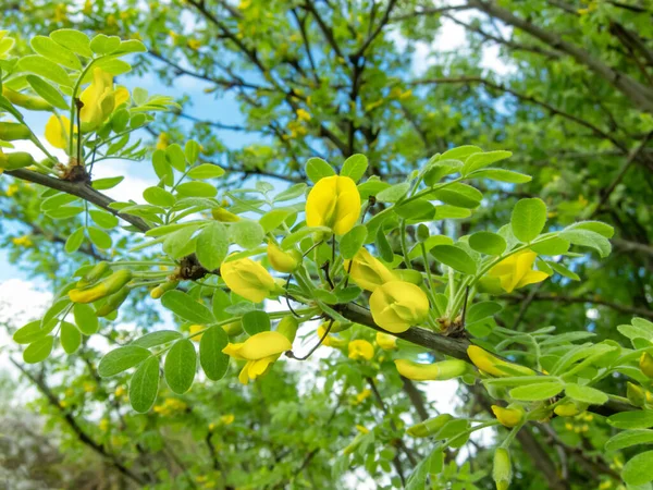 Ramo Acacia Caragana Arborescens Sullo Sfondo Foglie Cielo Con Gemme — Foto Stock