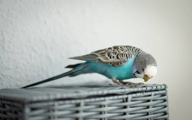Hayvanlar - beyaz bir arka planda gri bir sepetin üzerinde mavi muhabbet kuşu. Papağan sepeti gagalıyor..