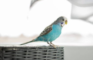 Hayvanlar - beyaz bir arka planda gri bir sepette oturan mavi muhabbet kuşu.