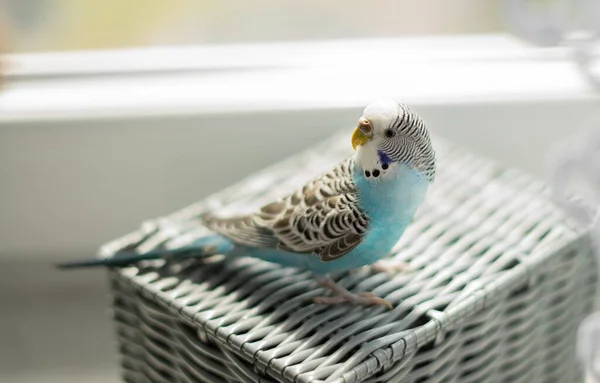 Animais Budgerigar Azul Sentado Uma Cesta Cinza Fundo Luz Branca — Fotografia de Stock