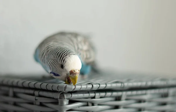 Animals Blue Budgerigar Gray Basket White Light Background Parrot Beaks — Stock Photo, Image