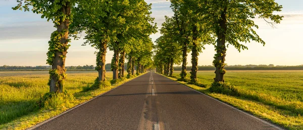 Roads Trees Rising Sun — Stock Photo, Image