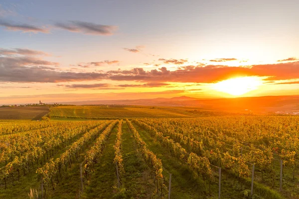 Champ Vignes Vue Des Lignes Raisin Côté Une Zone Moravie — Photo