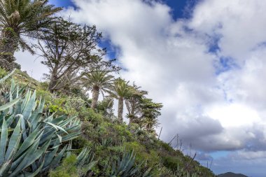 Volkanik kökenli dağ manzarası, bir sürü ağaç ve bitki örtüsüyle birlikte, bulutsuz mavi gökyüzü ve Büyük Kanarya Adası 'nda güneşli bir günde hareket eden ağaçlar.