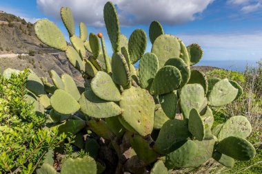 Güneşli bir günde rüzgarda hareket eden yeşil kaktüs arka planda gökyüzünde beyaz bulutlar ve bir sürü ağaç ve bitki örtüsü etrafında.