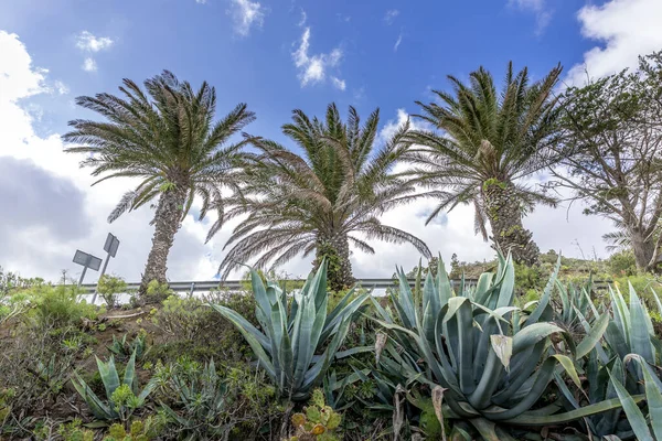 Mountainous landscape of volcanic origin along with lots of trees and vegetation, blue sky without clouds and moving trees during a sunny day in the Gran Canary island