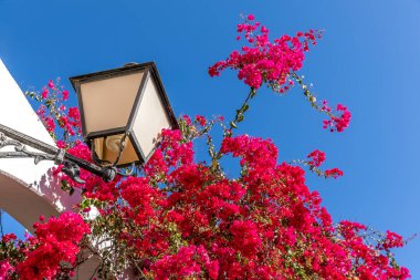 Çevredeki duvarda kırmızı çiçekler ve bir deniz evinin lambası güneşli bir günde balkonlarda ve duvarlarda bir lambayla geziyor. 