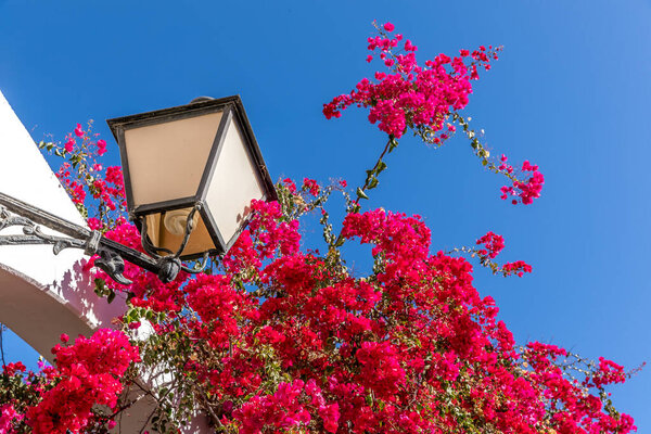 Red flowers growing on the perimeter wall and lamp of a seashore house crawling up balconies and walls with a lamp during a sunny day Gran Canary island 
