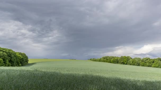 Fırtınalar Yağmurlar Sırasında Yeni Ekilmiş Mahsullerin Kara Bulutların Hranice Morave — Stok video