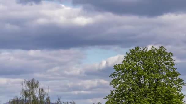 Timelapse Della Corona Due Alberi Cui Nuvole Bianche Grigie Muovono — Video Stock