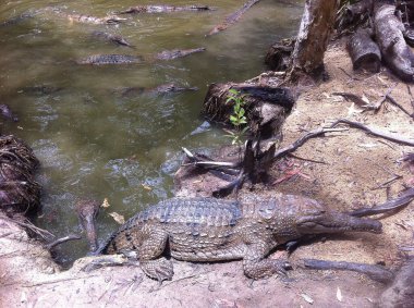 Avustralya Queensland 'ın güney kıyısında dinlenen timsah.