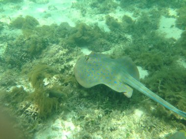 Vahşi Stingray Avustralya 'da dalış sırasında Büyük Set Resifini Yakalıyor