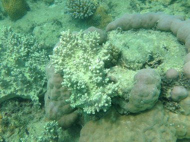 Avustralya 'daki Büyük Set Resifi mercan ve vahşi balıklarla dolu dalış sırasında.