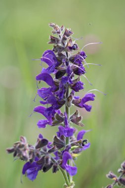Mor renkli çiçek yakından yakalandı.
