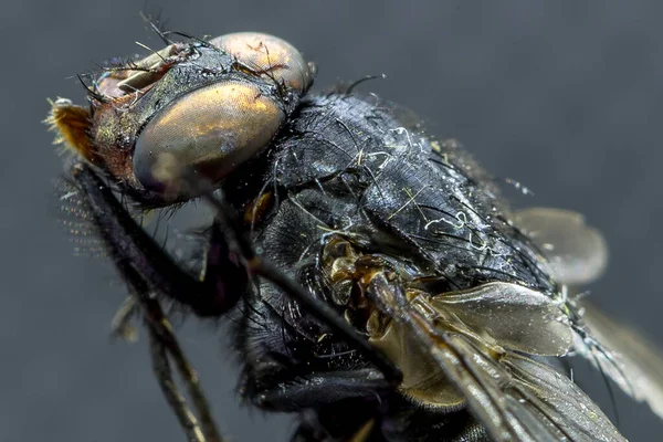 Housefly Musca Domestica Close Macro Vista Enquanto Voa Fumaça Olhos — Fotografia de Stock