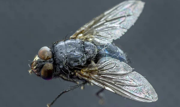 Housefly Musca Domestica Close Μακροσκοπική Άποψη Ενώ Πετούν Στον Καπνό — Φωτογραφία Αρχείου