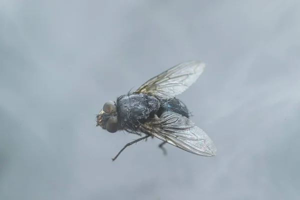 Housefly Musca Domestica Close Macro Vista Enquanto Voa Fumaça Olhos — Fotografia de Stock