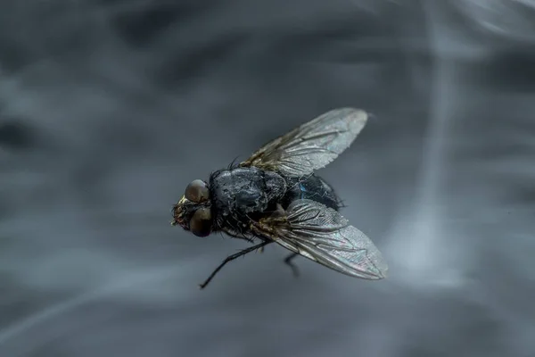 Housefly Musca Domestica Close Macro Vista Enquanto Voa Fumaça Olhos — Fotografia de Stock