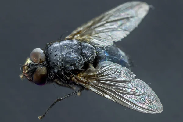 Housefly Musca Domestica Close Μακροσκοπική Άποψη Ενώ Πετούν Στον Καπνό — Φωτογραφία Αρχείου