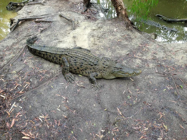 Crocodilo Descansando Costa Sul Austrália Queensland — Fotografia de Stock