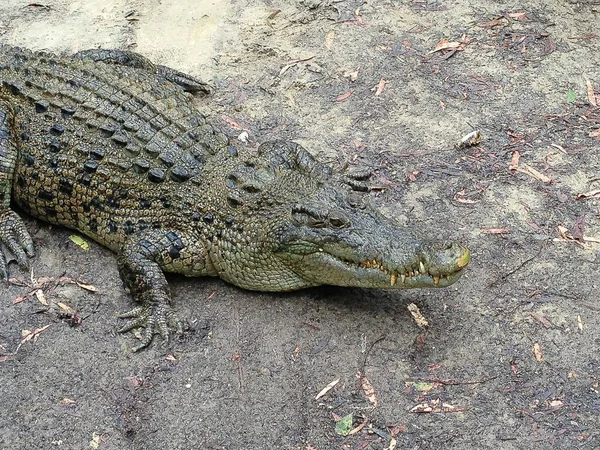 Krokodil Nyugszik Déli Parton Ausztrália Queensland — Stock Fotó