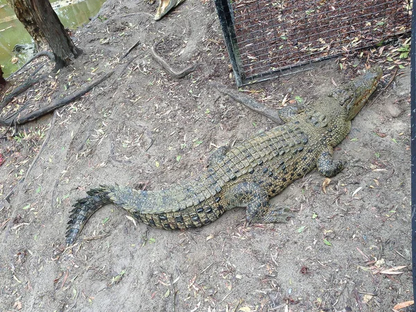 Крокодил Отдыхает Южном Берегу Австралии Квинсленд — стоковое фото