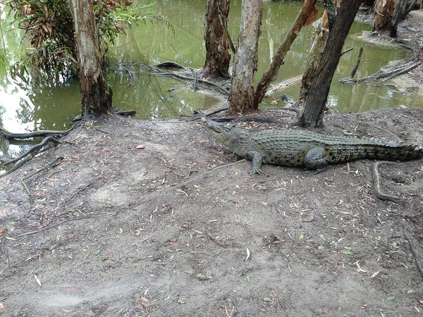 Coccodrillo Riposante Sulla Riva Meridionale Dell Australia Queensland — Foto Stock