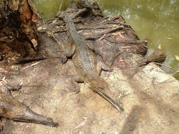 Krokodil Nyugszik Déli Parton Ausztrália Queensland — Stock Fotó