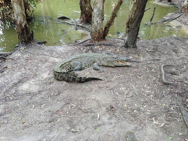 Coccodrillo Riposante Sulla Riva Meridionale Dell Australia Queensland — Foto Stock