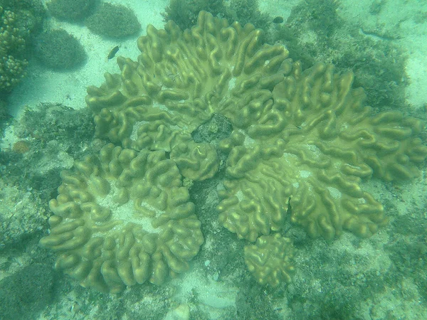 Gran Barrera Coral Australia Durante Buceo Lleno Corales Peces Salvajes — Foto de Stock