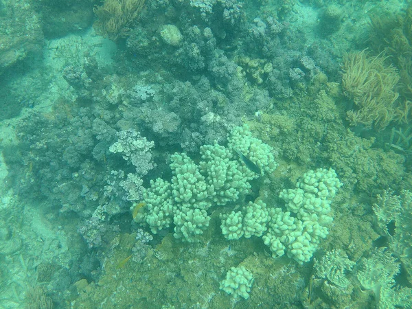 Great Barrier Reef in Australia during diving full of corals and wild fish.