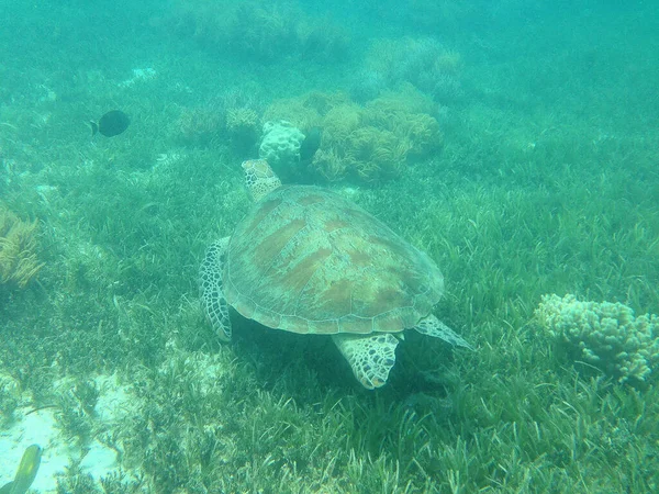 Avustralya Dalış Sırasında Büyük Set Resifi Nde Vahşi Kaplumbağa Yakalamak — Stok fotoğraf